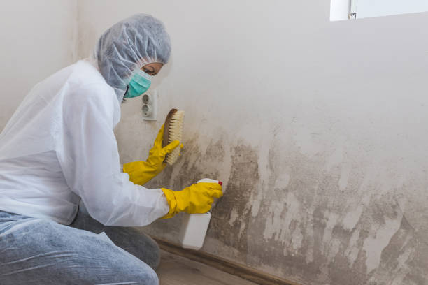 Mold Testing and Removal in White Meadow Lake, NJ