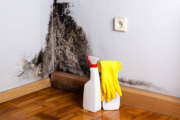 Best Residential Mold Removal  in White Meadow Lake, NJ