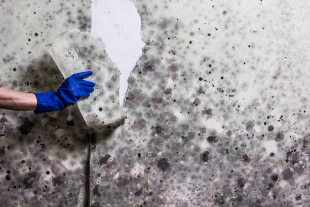 Best Toxic Mold Removal  in White Meadow Lake, NJ