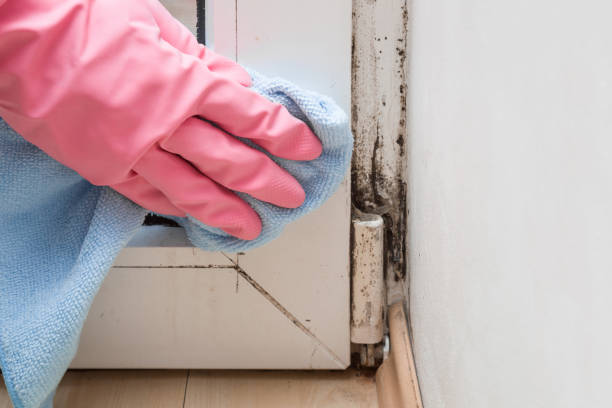 Trusted White Meadow Lake, NJ Mold Removal Experts