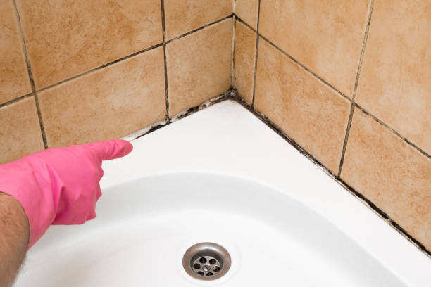 Best Mold Cleaning Services  in White Meadow Lake, NJ