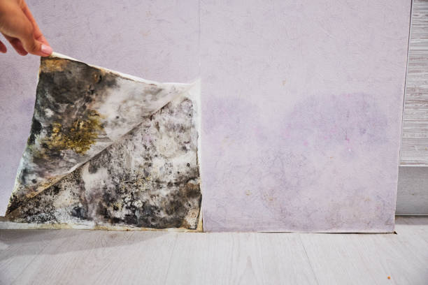 Home Mold Removal in White Meadow Lake, NJ